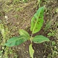 Banane