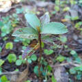 Khyati’stree