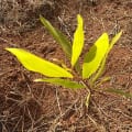 Acacia Mangium