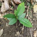 Cacao