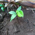 Cacaotier