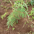Tephrosia