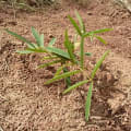 Tephrosia