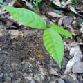Cacao