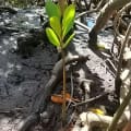 White Mangrove