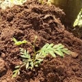 Grevillea