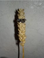Niccolo Triticum