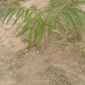 Cassia