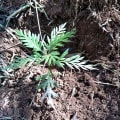 Grevillea