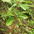 Ammappate Tree