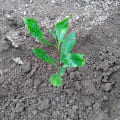 Cashew