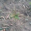Grevillea
