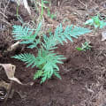 Grevillea