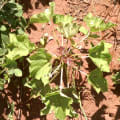 Barbados Nut
