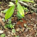 Cacaotier