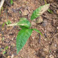 Cacao