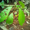 Cacao