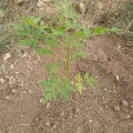 Neem