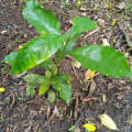 Arabica