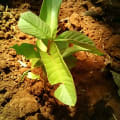 Guava