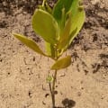 Mangrovia Asiatica