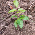 Caoba