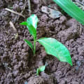 Passion Fruit