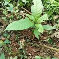 Cacaotier