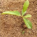 African Mahogany