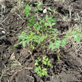 Moringa