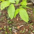 Cacao