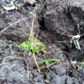 Moringa