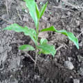 Olivo africano