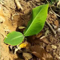 Banane