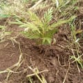 Grevillea