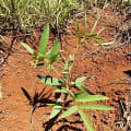 Tephrosia