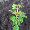 Moringa