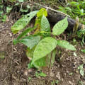 Cacao