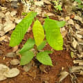 Cacaotier