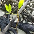 Red Mangrove