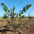Aprikose