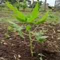 Papaya