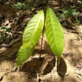 Cacao