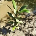 Red Mangrove