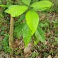 Cacao