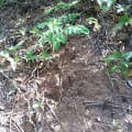 Moringa