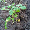 Moringa