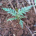 Grevillea
