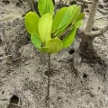 White Mangrove