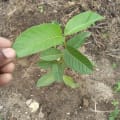 Guava